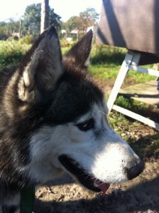 Husky Kenai