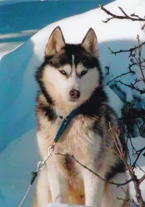 Husky Kenai