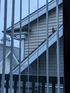 Eine Taube sitzt auf einem Dach, links dahinter die Spikes, hinter denen sich das Nest versteckt.