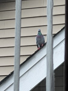 Eine Taube sitzt auf einem Dach und guckt in die Kamera.