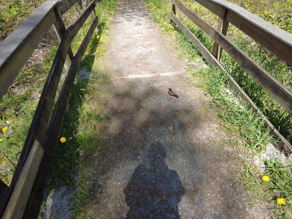 Ein American Robin auf einem Fußweg.