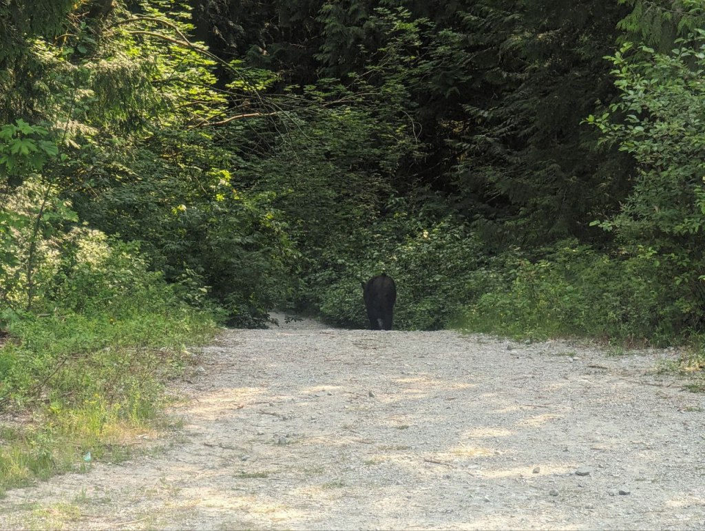Ein Schwarzbär läuft einen Waldweg entlang.