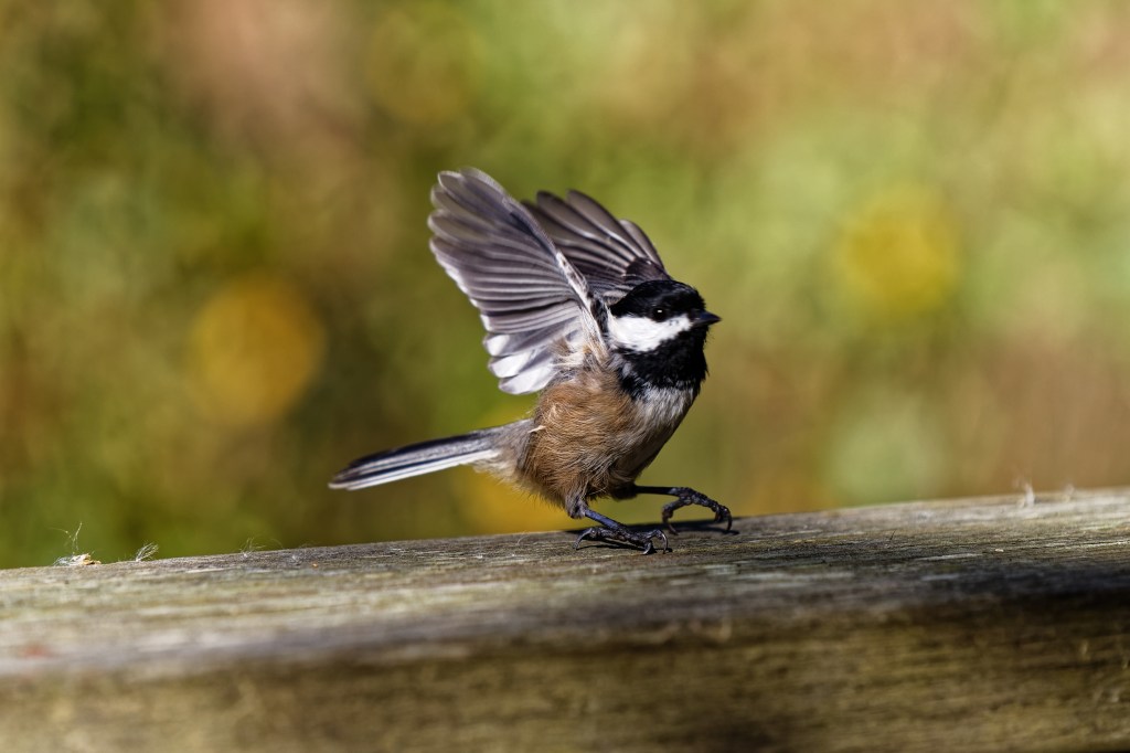 Im Vogelschutzgebiet