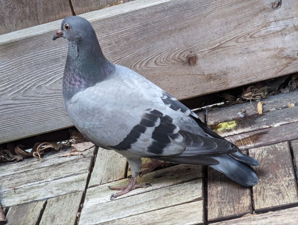 Eine Felsentaube sitzt auf einem hölzernen Terrassenboden und guckt seitlich in die Kamera.