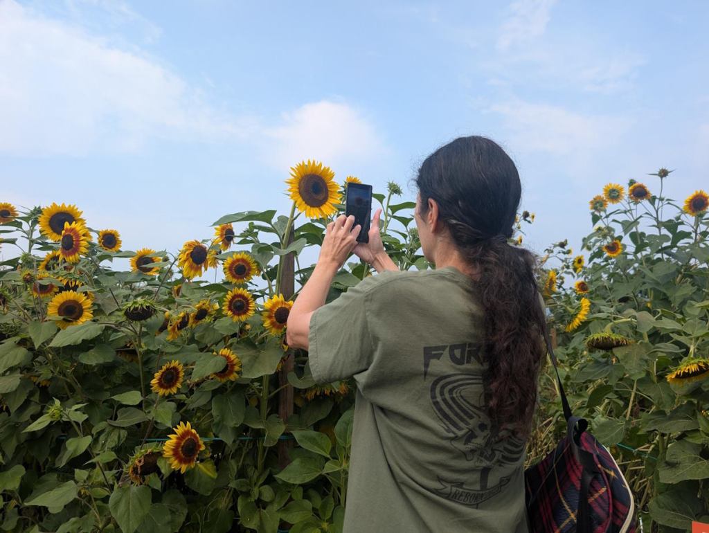 Eine Frau fotografiert mit ihrem Handy ein Sonnenblumenfeld. Sie steht dabei mit dem Rücken zur Kamera.