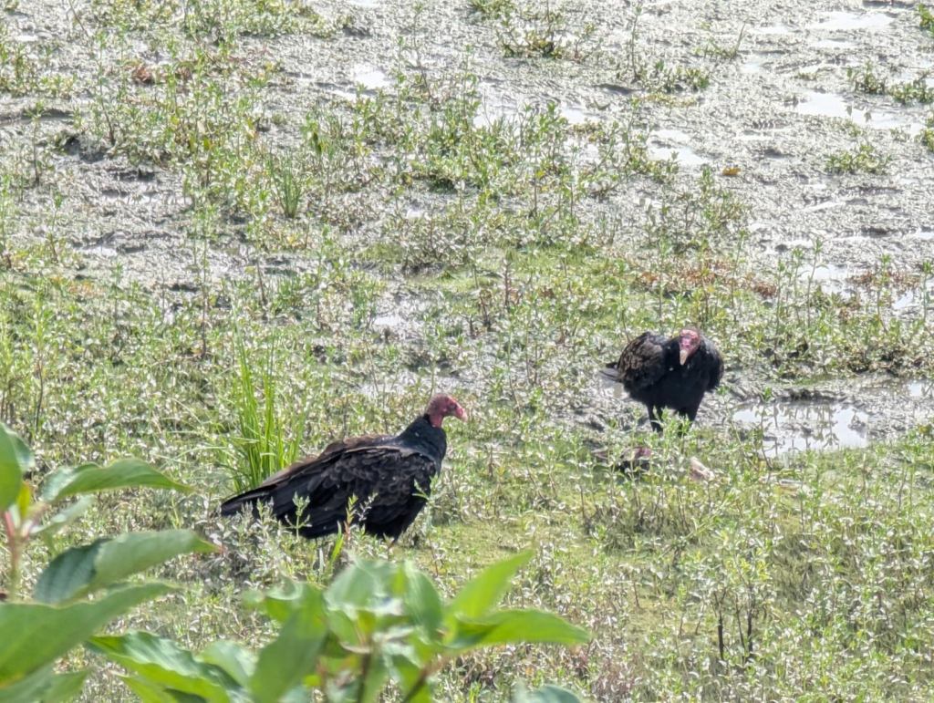 Zwei schwarze Vögel, sogennante Truthahngeier, am Flussufer.
