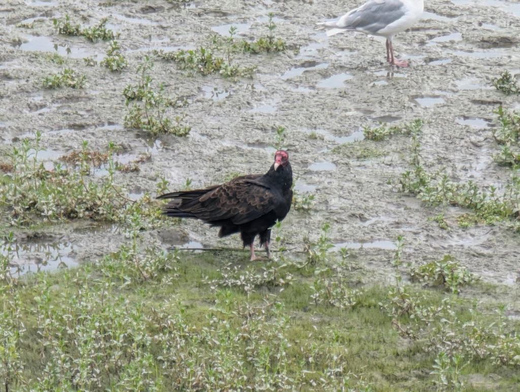 Ein Truthahngeier blickt in die Kamera.
