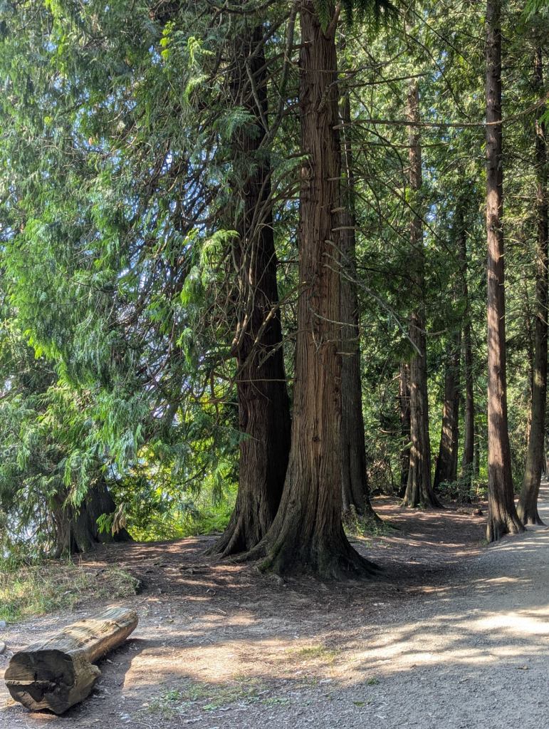 Zwei Bäume stehen im Vordergrund an einem Waldweg. Daneben liegt ein Baumpfahl, der zur Bank umgestaltet wurde.