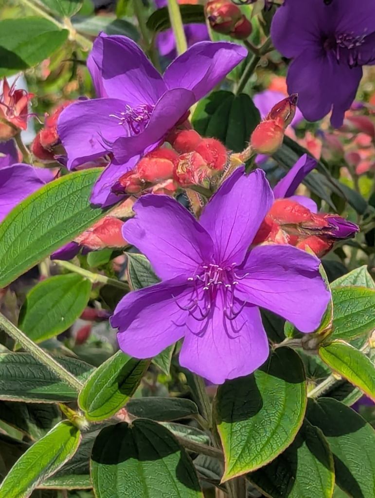 Lilafarbene Blumen mit grünen Blättern.