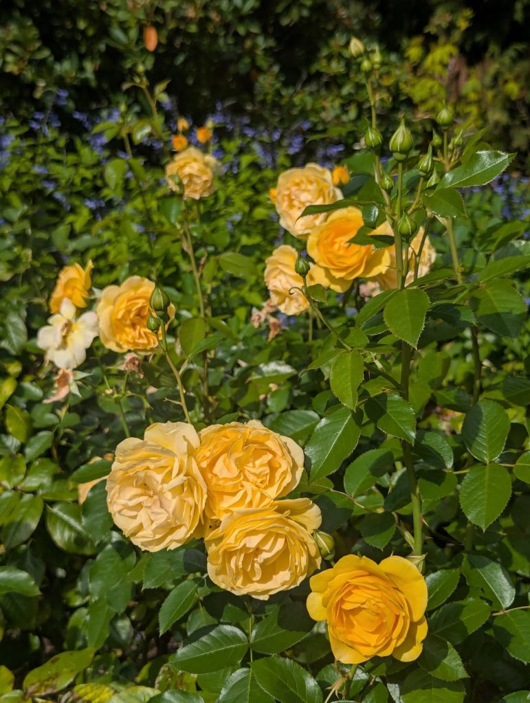 Voll erblühte gelbe Rosen in einem Beet.