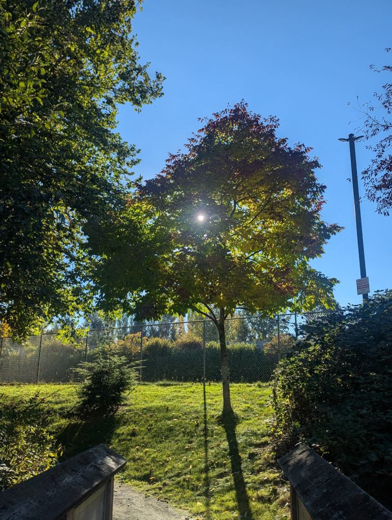Die Sonne steht tief und scheint durch einen Laubbaum hindurch. Er steht auf einer Wiese, andere Bäume und Büsche sind zu sehen. Außerdem eine kleine Brücke.