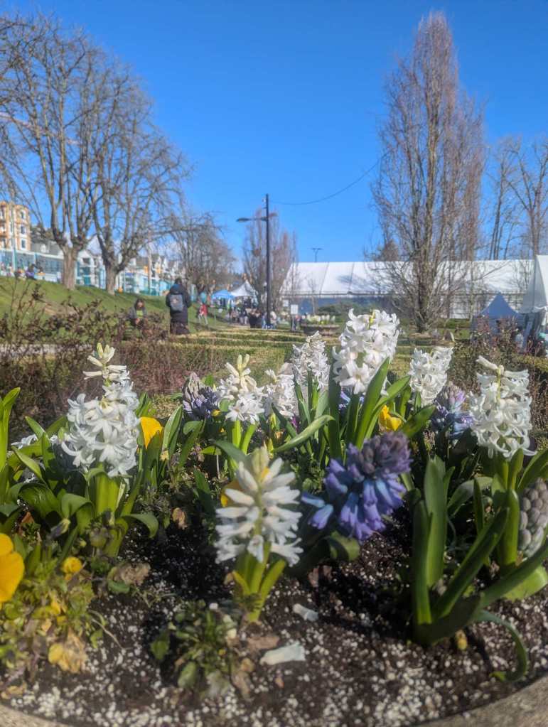 Weiße und lilafarbene Blumen sind in einen Kübel gepflanzt. Es ist ein sonniger Frühlingstag mit blauem Himmel, aber die Bäume sind noch kahl vom Winter. Man sieht einen kleinen Park mit Besucherinnen und Besuchern. Weiße und lilafarbene Blumen sind in einen Kübel gepflanzt. Es ist ein sonniger Frühlingstag mit blauem Himmel, aber die Bäume sind noch kahl vom Winter. Man sieht einen kleinen Park mit Besuchern.