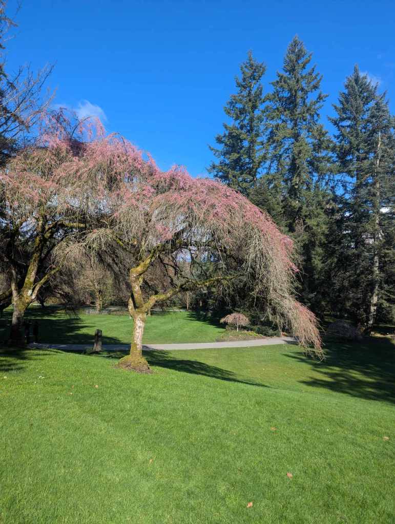Ein Baum mit rosa Spitzen steht auf einer sehr grünen Wiese. Der Himmel ist strahlend blau.