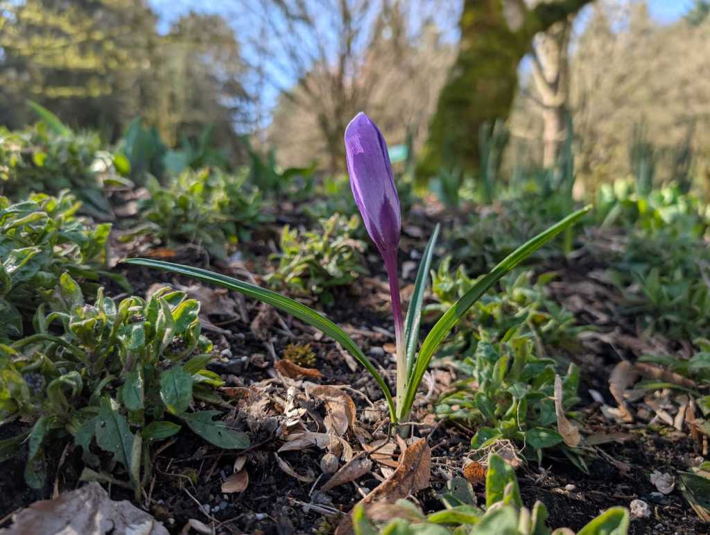 Eine lilafarbene längliche Blüte ist noch geschlossen und wächst nah am Boden.