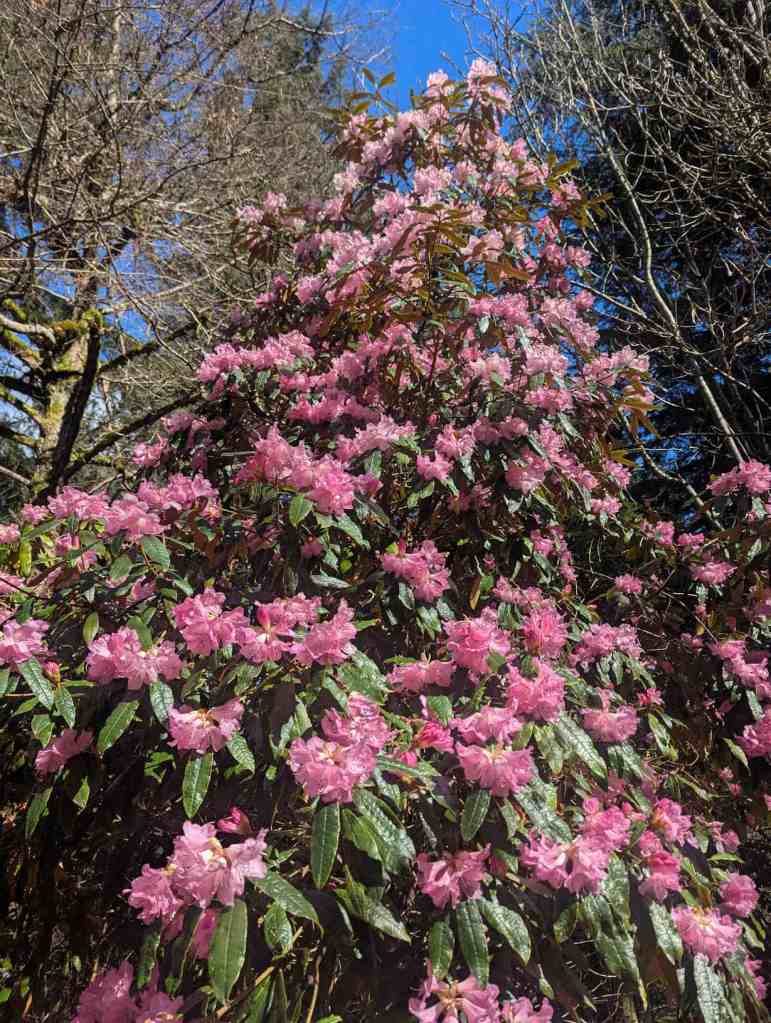Ein pinkfarbener Rhododendron-Busch wächst gen Himmel.