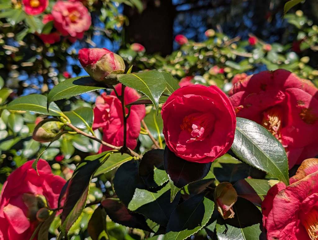 Rote, dicke Magnolienblüten.