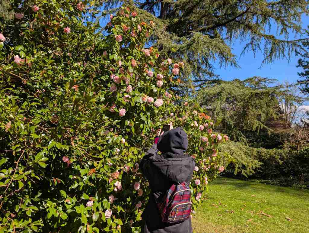 Eine Frau fotografiert einen Busch mit Blüten. Man sieht sie von hinten.