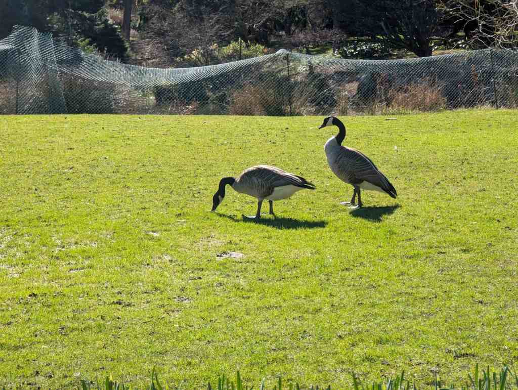 Zwei Gänse futtern sich durchs Gras.