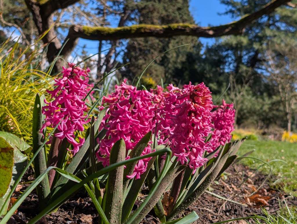 Pinkfarbene Hyazinthen.