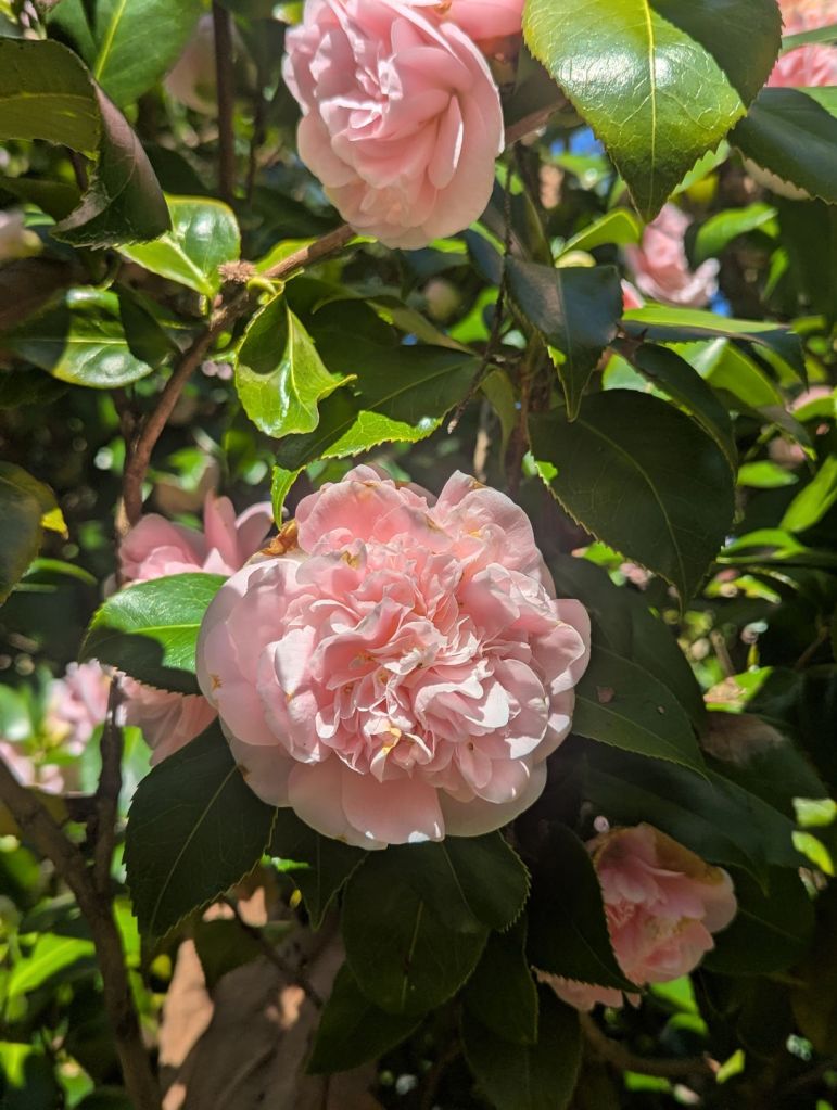 Rosa Magnolienblüten.