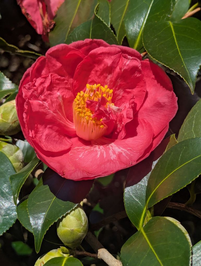 Rote Magnolienblüte.