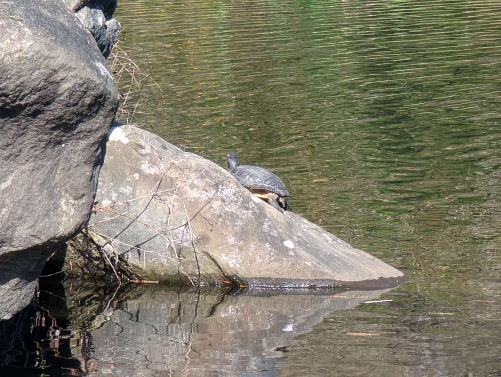 Eine Schildkröte sonnt sich auf einem Stein.