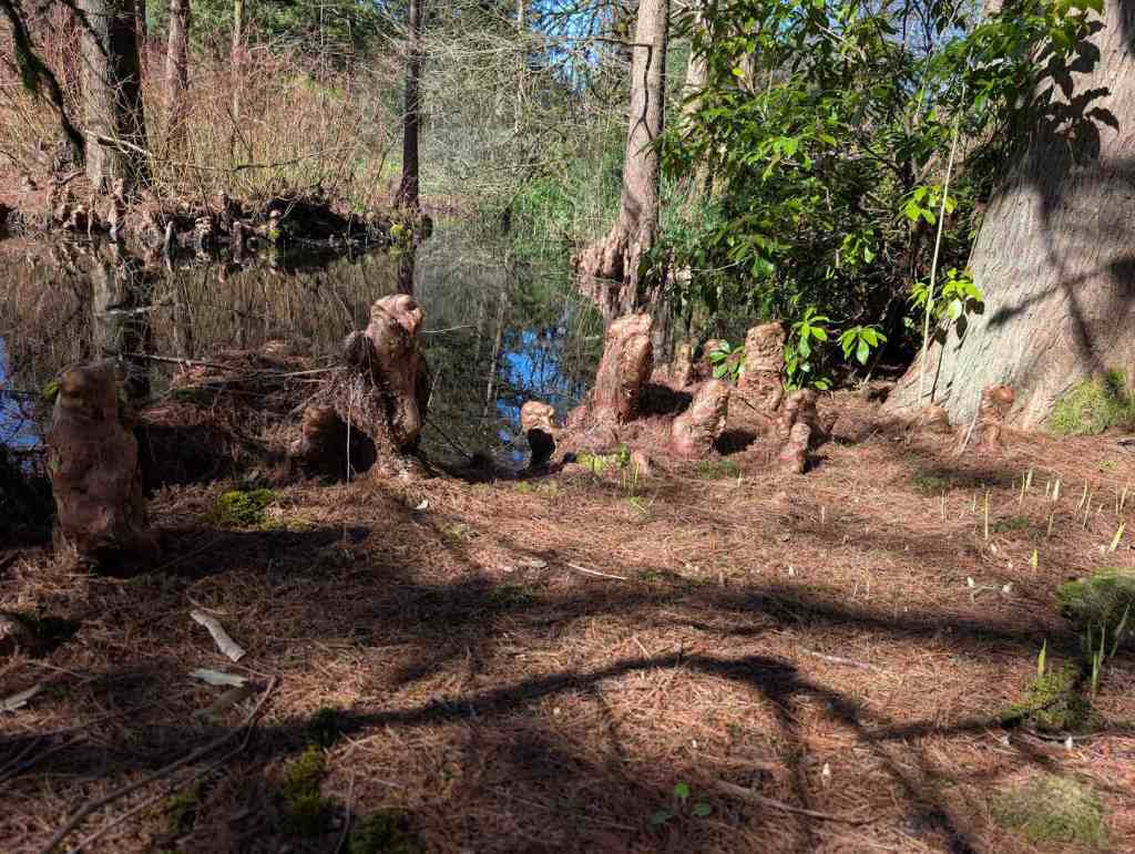 Wurzeln wachsen aus dem Boden an einem Teich.