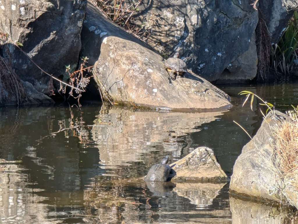 Zwei Schildkröten sonnen sich auf zwei verschiedenen Steinen in einem Teich.
