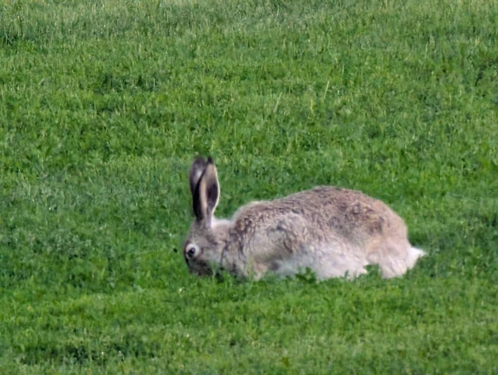 Ein grauer Hase mümmelt Gras.