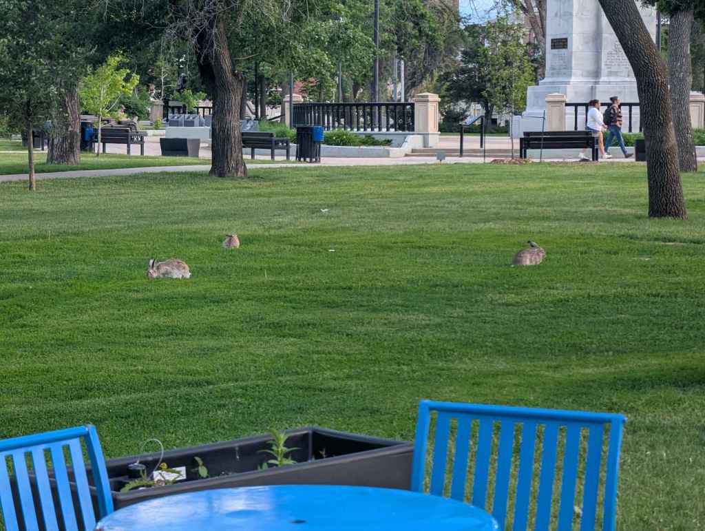 Ein Park mit mehreren grauen Hasen, die sehr große Ohren besitzen.