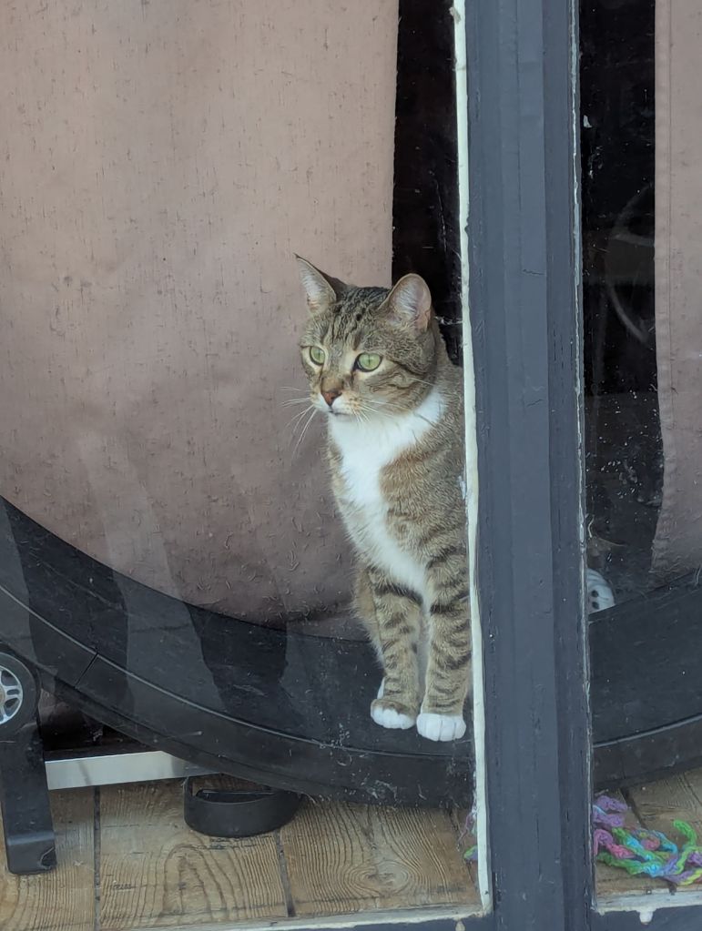 Eine Katze sitzt regungslos in einem Laufrad und starrt vor sich hin.