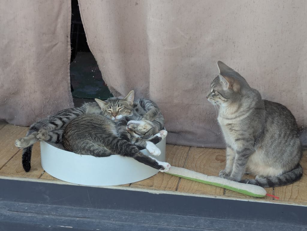 Zwei kleine Katzen liegen eng umschlungen in einem Napf und schlafen. Eine größere Katze sitzt daneben und blickt sie an. Katze