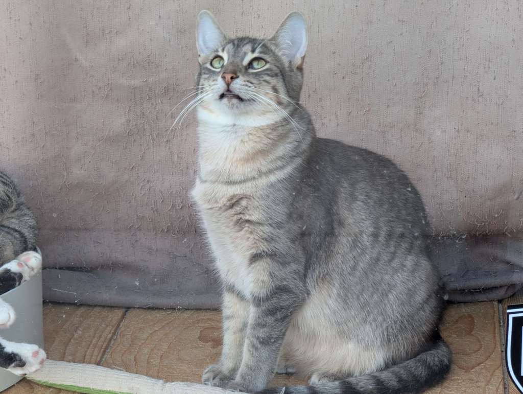 Eine Katze starrt nach oben. Vielleicht sieht sie ein Insekt.