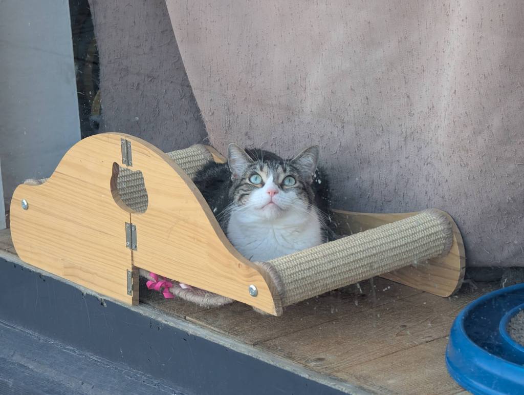 Eine Katze sitzt in einem Spielzeug und starrt nach oben.