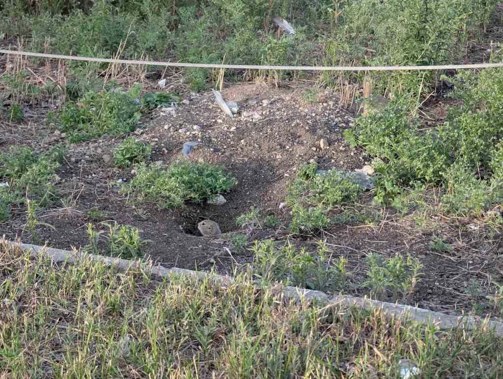 Der Kopf eines Erdhörnchens ragt etwas aus einem Loch in der Erde heraus.