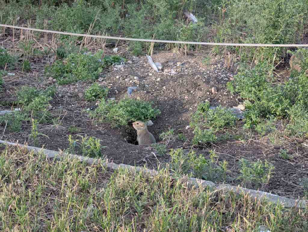 Der Kopf und die Hälfte des Oberkörpers eines Erdhörnchens ragt etwas aus einem Loch in der Erde heraus.