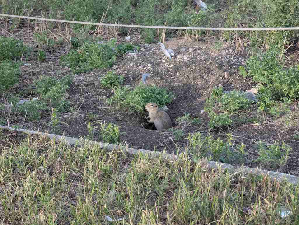 Ein Erdhörnchen steht in einem Loch in der Erde, hält sich mit den Pfoten am Rand fest und guckt in die Kamera..