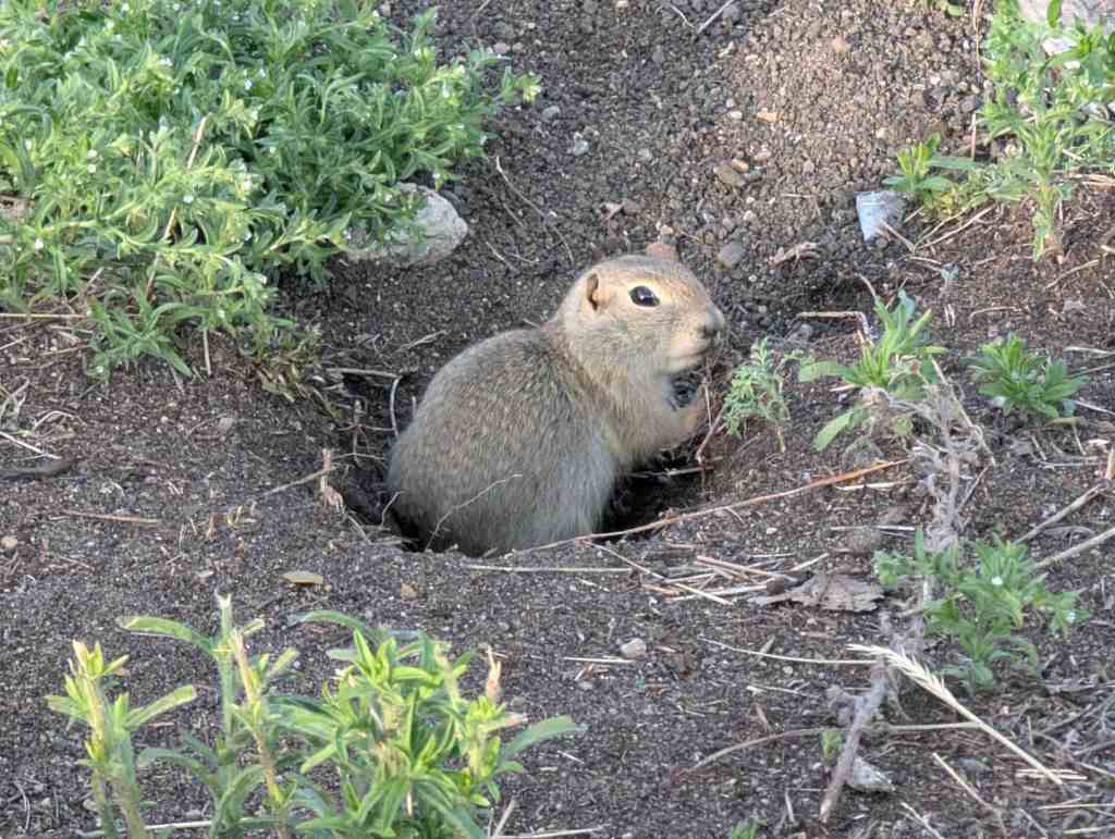 Ein Erdhörnchen sitzt in einem Loch in der Erde, hält sich mit den Pfoten am Rand fest und guckt nach rechts in die Kamera..