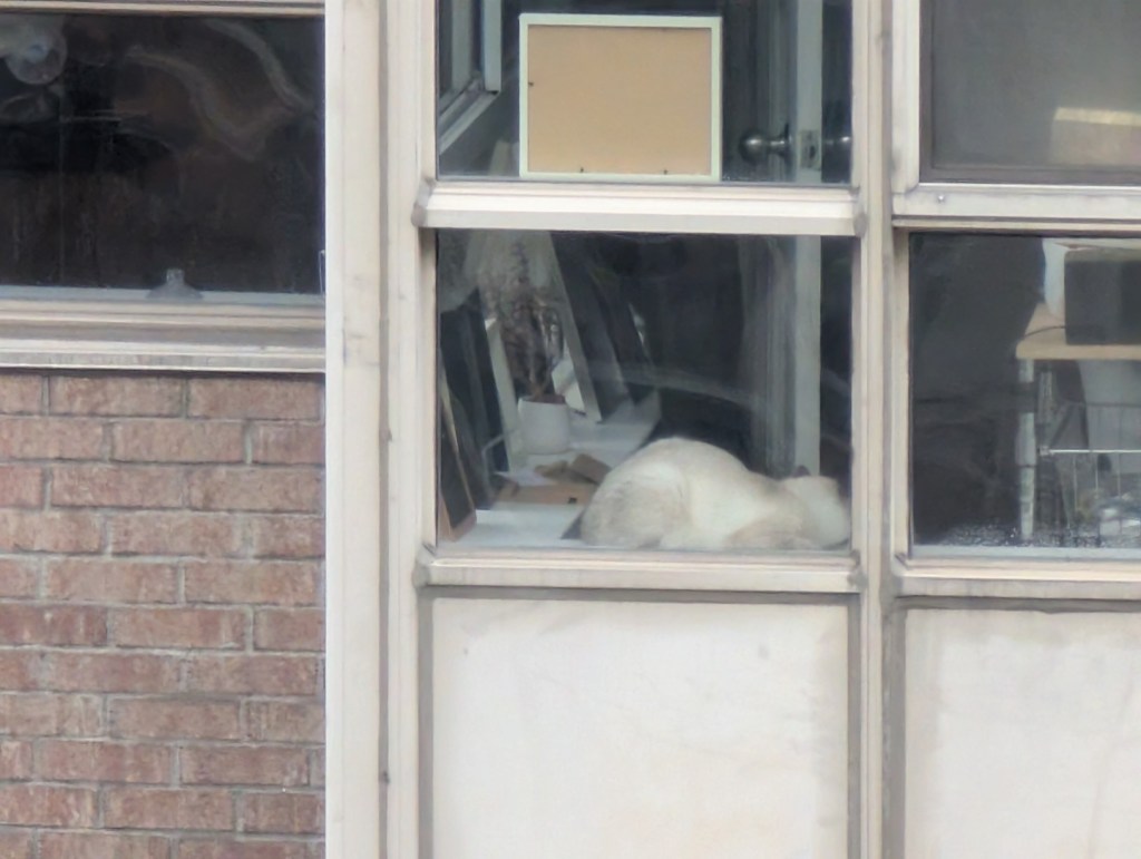 Eine weiße Katze mit braunen Ohren liegt im Fenster einer Wohnung.